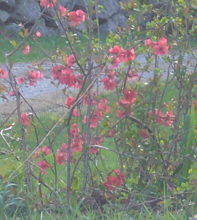 R3 small red flowers bush mid may.jpg