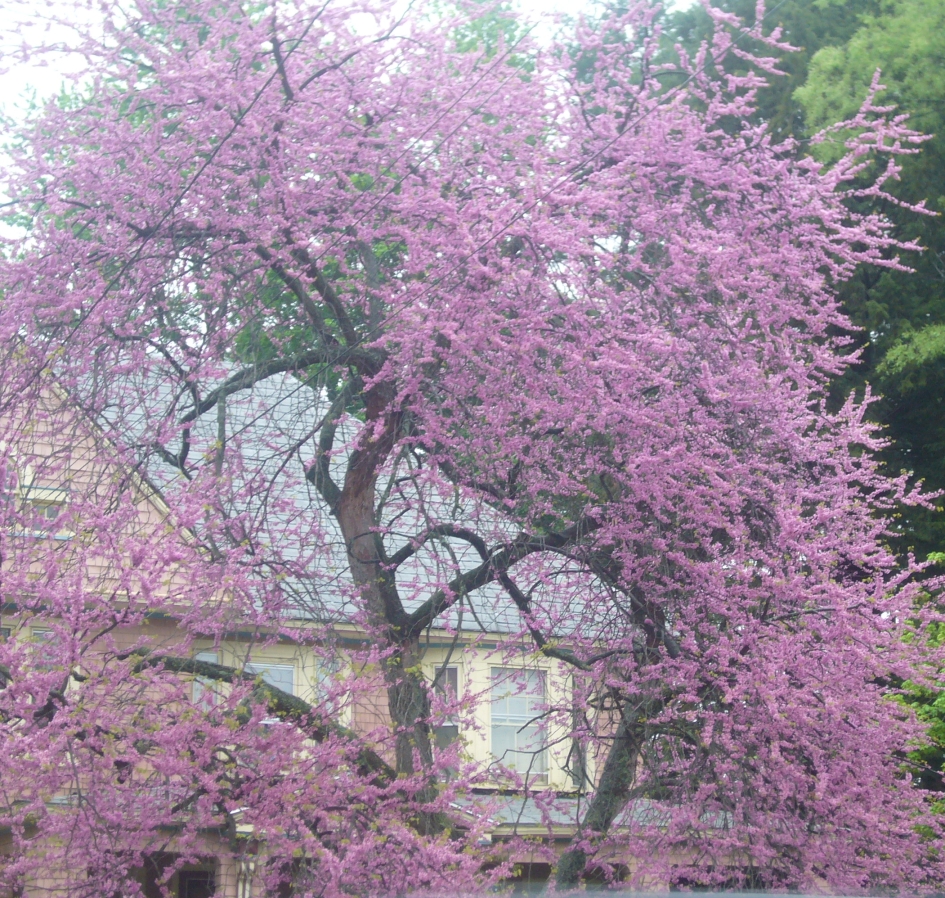 R3 purple tree mid may.jpg