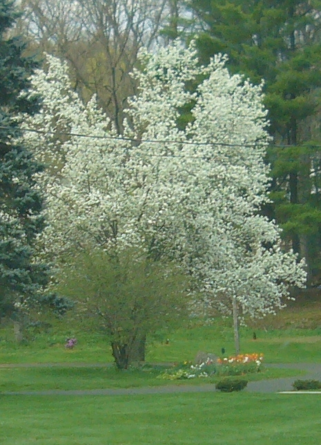 R2 white tree early spring blooms.jpg