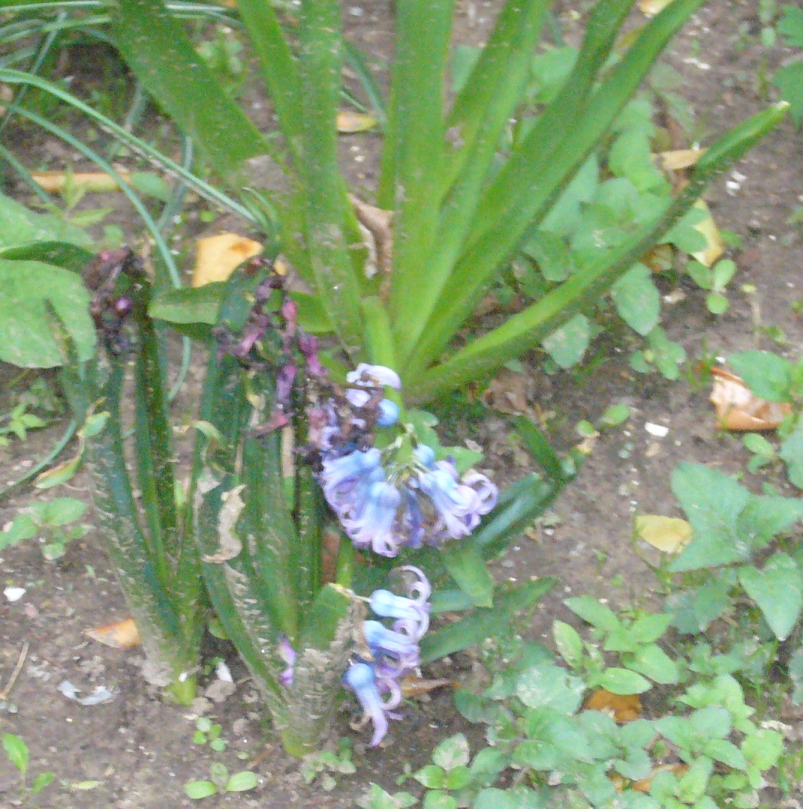 R2 purple flower early spring blooms.jpg