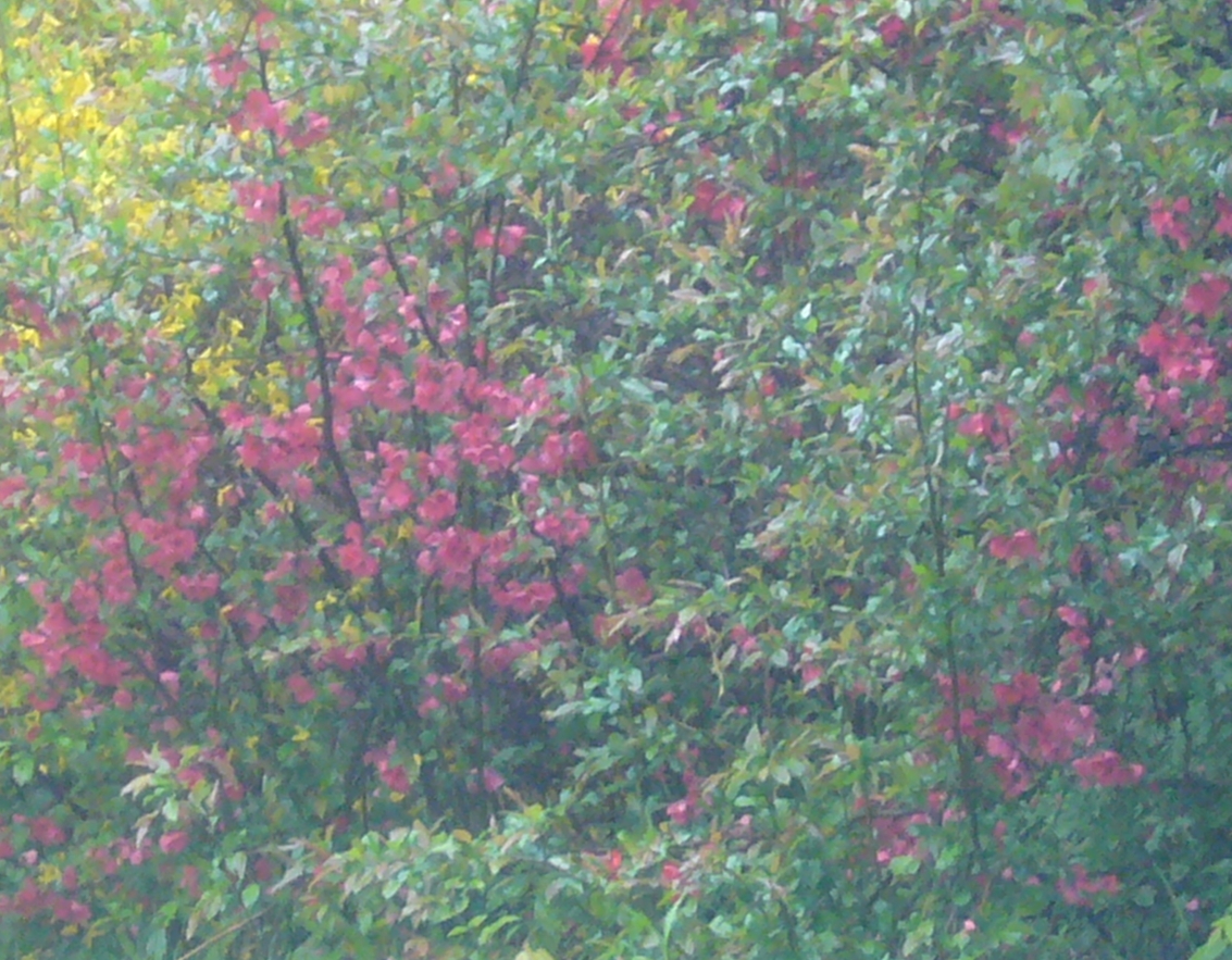 R3 red bush 2 mid may.jpg