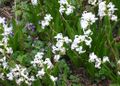 R2 small white flowers early spring blooms.jpg
