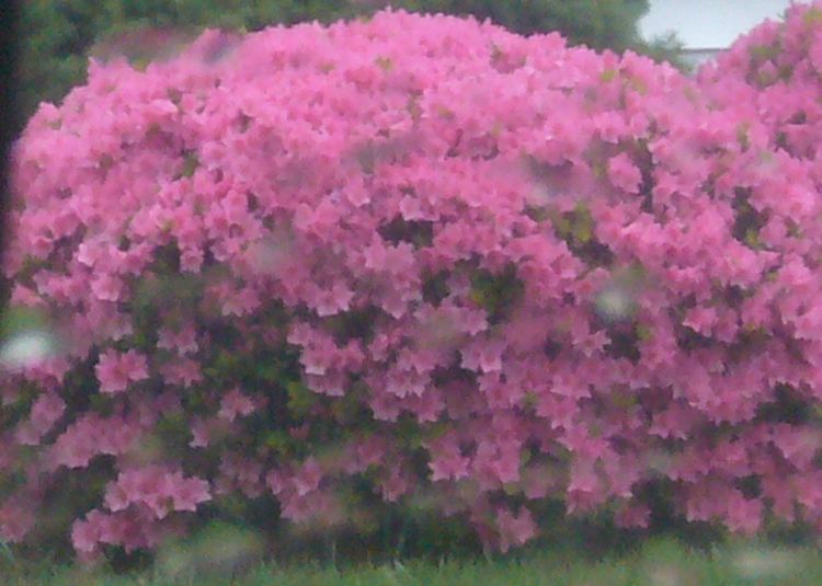 R3 pink bush mid may.jpg