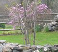 R2 japanese cherry early spring blooms.jpg