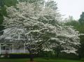 R3 white tree mid may.jpg