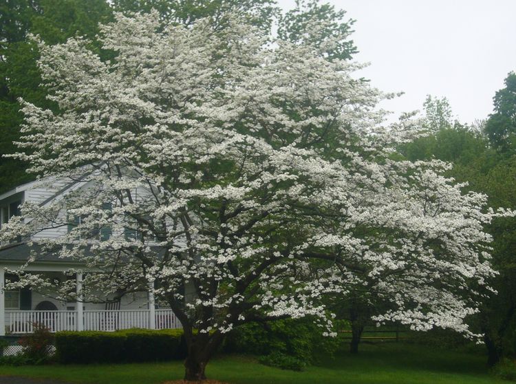 R3 white tree mid may.jpg