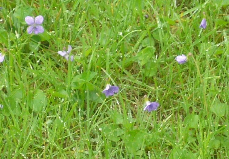 R3 grassy flowers mid may.jpg