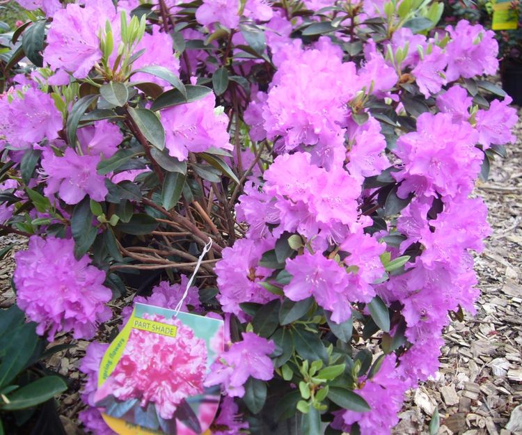 R2 rhododendron early spring blooms.jpg