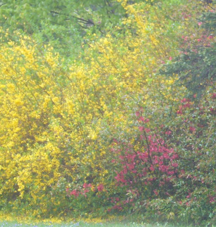 R3 yellow bush mid may.jpg