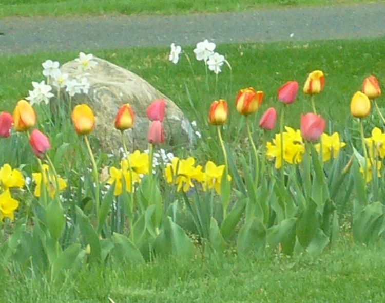 R2 tulips early spring blooms.jpg