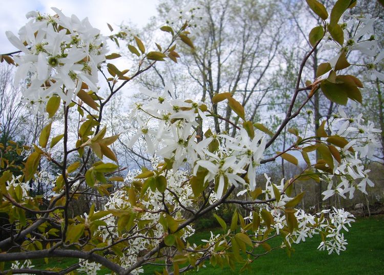 R2 white flower tree early spring blooms.jpg