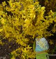 R2 meadowlark forsythia early spring blooms.jpg