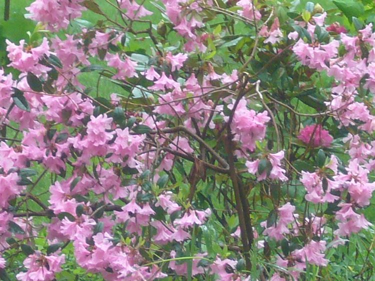 R3 purple bush mid may.jpg
