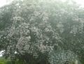 R5 white tree early june.jpg