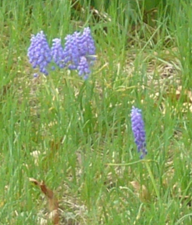 R2 tiny purple flowers early spring blooms.jpg